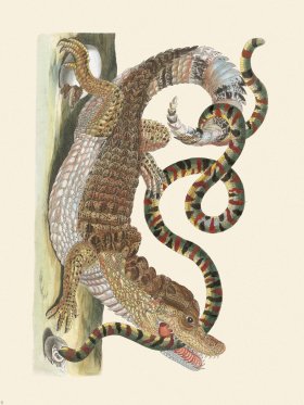 Merian Metamorphosis 69