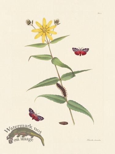 (image for) Abbot Butterfly 064