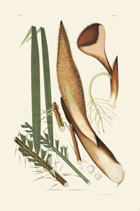 Rodrigues Palm Front 053