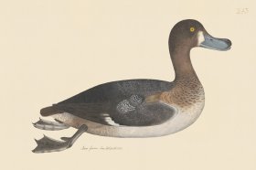 Rudbeck CFA 243 Pochard