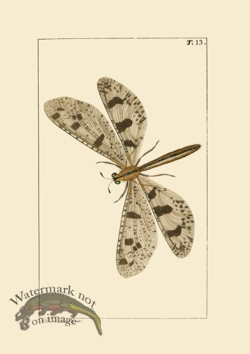 (image for) Dragon Fly 13