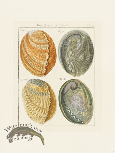 (image for) Martini Shells 097