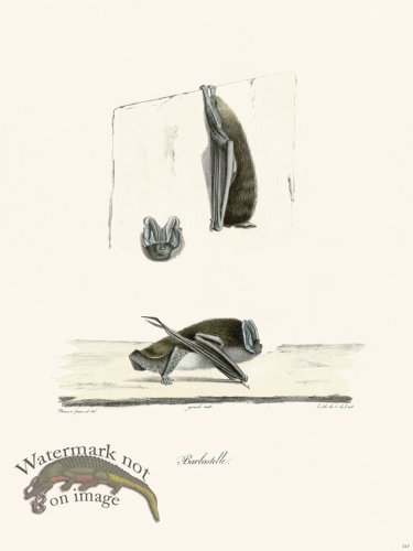 (image for) Cuvier 317 Barbastelle