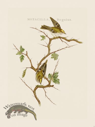 (image for) Nozeman Bird 215