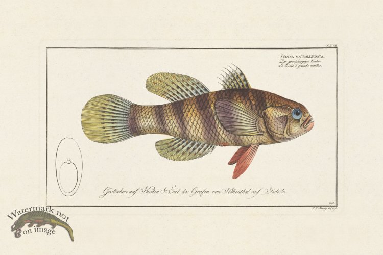 (image for) BLOCH FISH 298