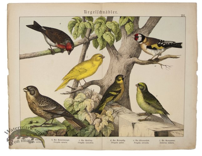 (image for) Yellow Bird