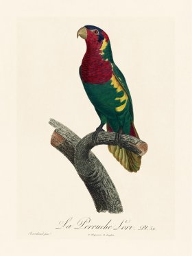 Barraband Parrot 052