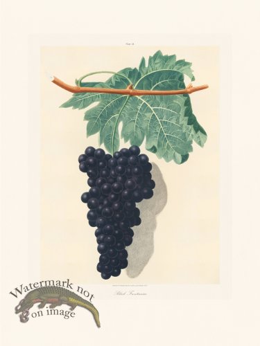 (image for) Brookshaw Fruit 24