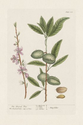 BEE 105 The Almond Tree