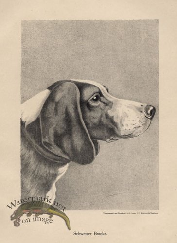 (image for) 1890s Dogs 13