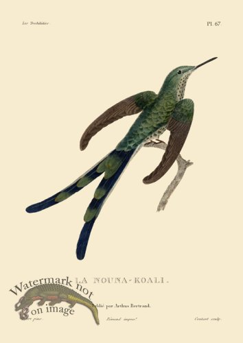 (image for) Humming Bird 67