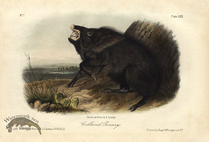 Collared Peccary