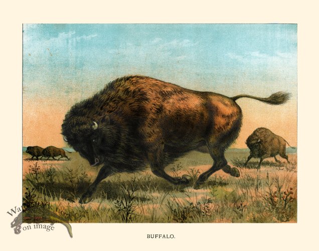 (image for) CP 12 Buffalo