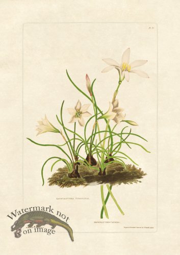 (image for) Edward bury 25