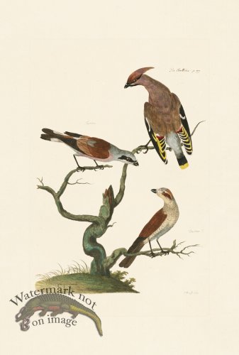 (image for) Pennant Zoology 077