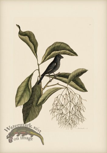 (image for) 068 Little Black Bull Finch