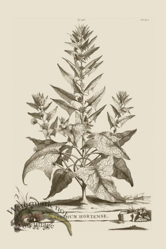 (image for) Abraham Munting 198