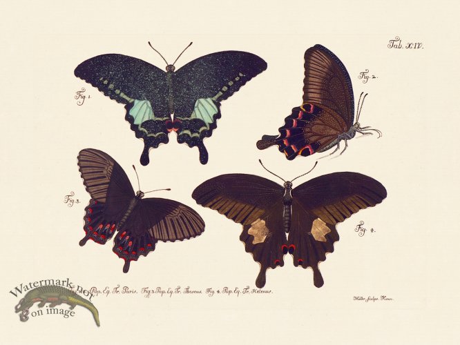 (image for) Jablonsky Butterfly 014