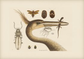 214 Largest Crested Heron