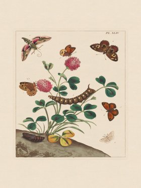 Moses Harris Insects 44