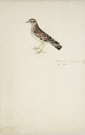 87 Swedish Birds . Alauda Arborea, Woodlark