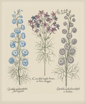 Besler 178 Colored B2