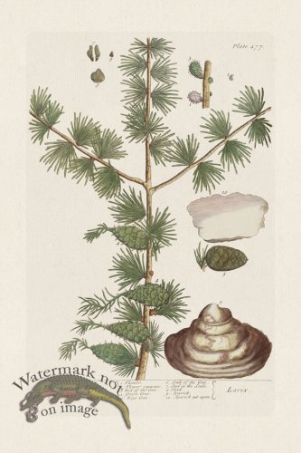 (image for) BEE 477 The Larch=Tree