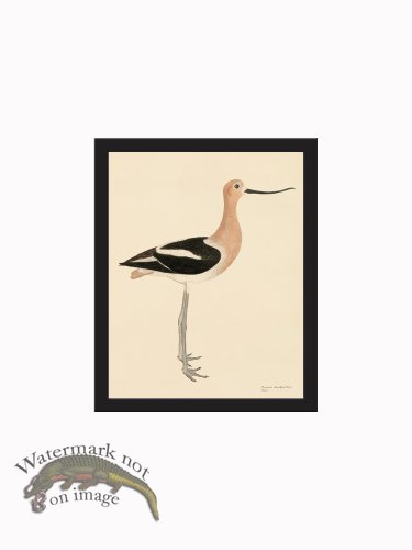 (image for) Rudbeck CFA_BF 298 Avocet