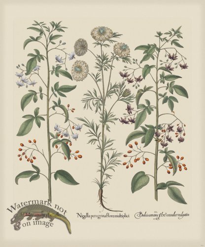 (image for) Besler 181 Colored B2