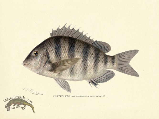 (image for) Sheepshead
