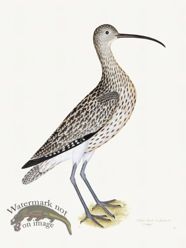 (image for) Rudbeck 035 Curlew 18x24