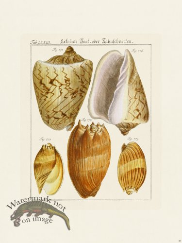 (image for) Martini Shells 029