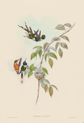 Gould Hummingbird 158