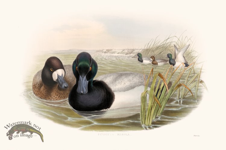 (image for) Gould Waterfowl 30