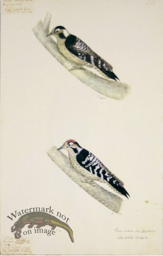 (image for) 118 Swedish Birds . Picus Medius (Spotted Woodpecker)