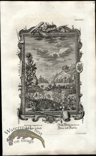 (image for) Scheuchzer 08