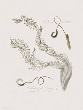 62 New Holland Caffowary