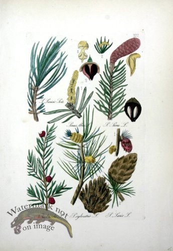 Deutschlands Flora 02