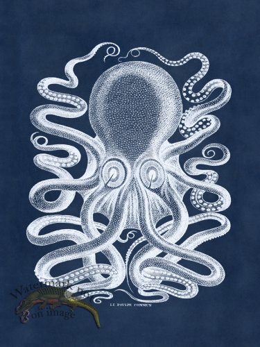 (image for) Octopus Blue 31