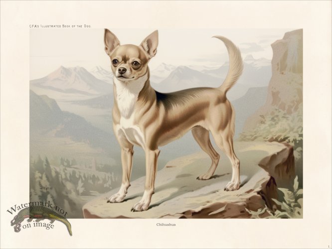 (image for) CFA Dog Chihuahua 01