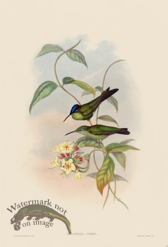 (image for) Gould Hummingbird 096