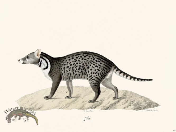 (image for) Cuvier 188 Gileth