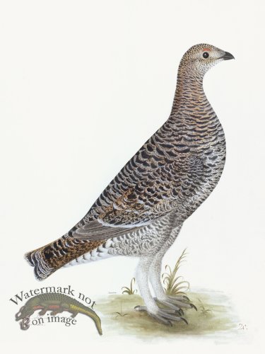 (image for) Rudbeck 020 BLACK GROUSE 18x24