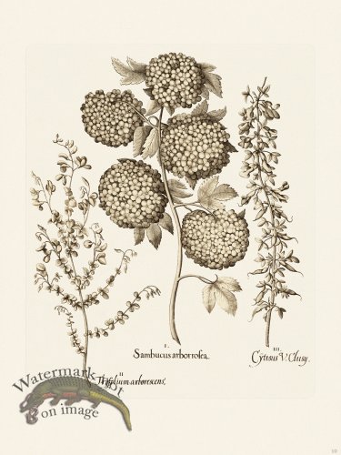 (image for) Besler 010 B1