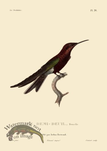 (image for) Humming Bird 39