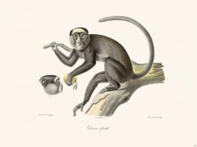 Cuvier 350 Female Diane