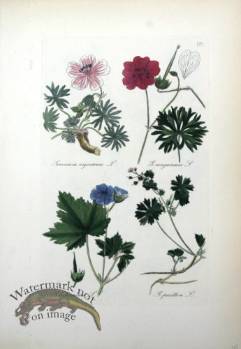 (image for) Deutschlands Flora 15
