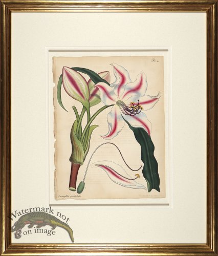 (image for) Andrews Botanicals in Gold Frame 01
