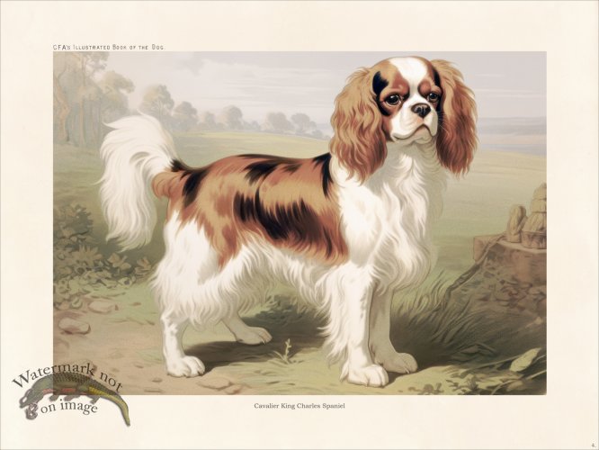 (image for) CFA Dog Cavalier King Charles Spaniel 04