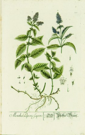 Blackwell German 076